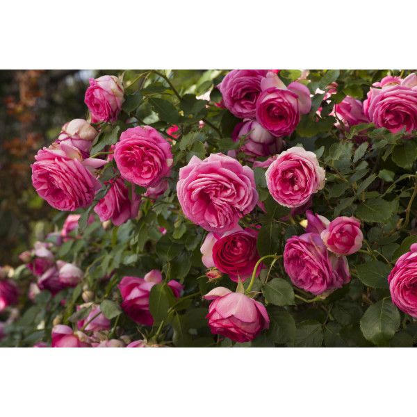 Pink EDEN ROSE® Margaret Mae